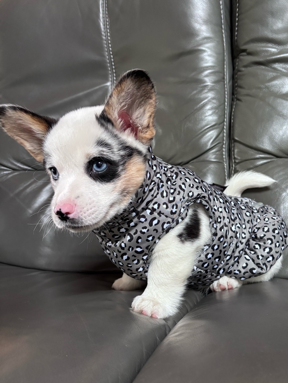 Pup crew small Dog leopard print Puffer Jacket with bow